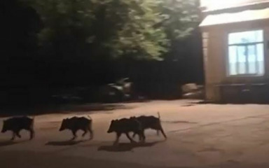 Donesen Plan mjera za sprječavanje štete od divljači, lovci na otocima moći će divljač ubijati do istrebljenja