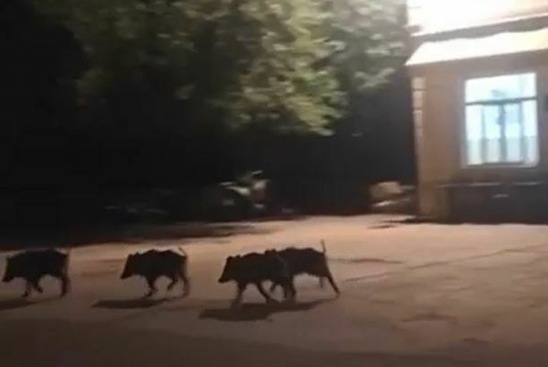 Donesen Plan mjera za sprječavanje štete od divljači, lovci na otocima moći će divljač ubijati do istrebljenja