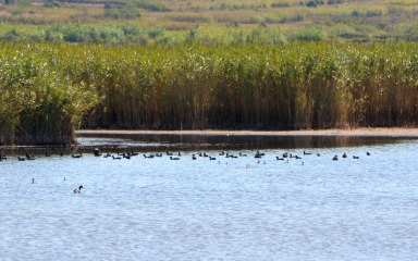 Natura Jadera za očuvanje staništa i vrsta dobila 2,4 milijuna eura: ‘U zaštitu prirode se treba ulagati puno više’