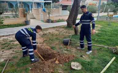 OD ISTA DO PREMUDE Na zadarskim otocima posađeno gotovo 250 novih stabala