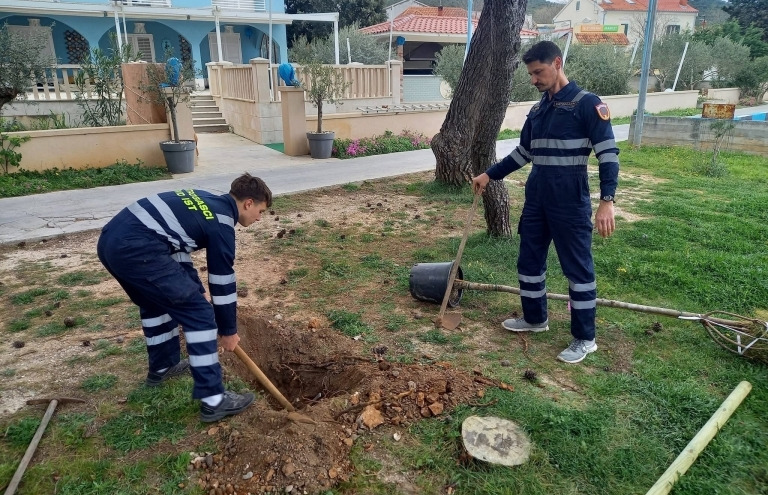 OD ISTA DO PREMUDE Na zadarskim otocima posađeno gotovo 250 novih stabala