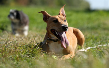 Vlasniku pregaženog psa koji je nazočio pogiblji dosuđena odšteta od 5000 eura