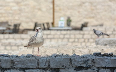 GRAD APELIRA NA GRAĐANE Zadar se bori s galebovima, glavni krivac je lako dostupna hrana