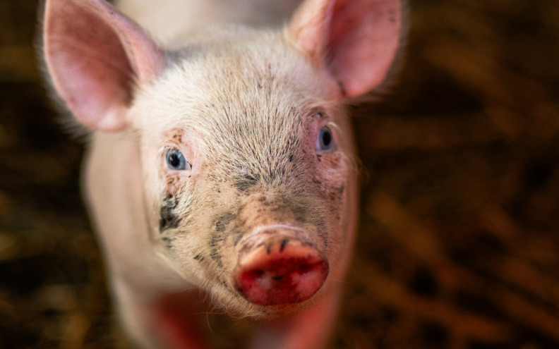 Estonski Tartu održao natjecanje u imitaciji svinjskog skvičanja