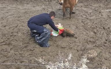 VIDEO NESVAKIDAŠNJE INTERVENCIJE Brzom reakcijom policajaca spašeno ždrijebe