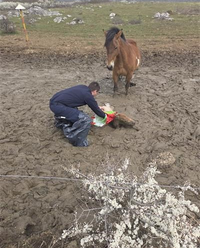 VIDEO NESVAKIDAŠNJE INTERVENCIJE Brzom reakcijom policajaca spašeno ždrijebe