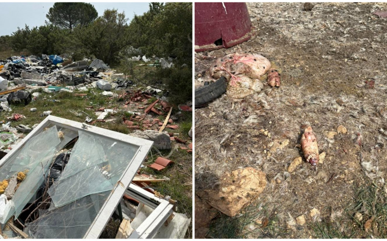 ŠIRI SE SMRAD ŽIVOTINJSKIH LEŠINA Građani šokirani ilegalnim odlagalištem otpada kod Babinduba: 'Treba uhititi mafiju'