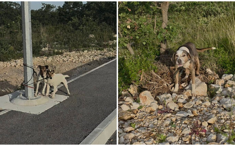 Tri psa vezana i ostavljena ispred novog zadarskog azila: 'Budimo ljudi onima koji nas vole bezuvjetno'