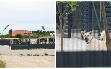 Ilegalni azil između Žmirića i Novog Bokanjca? Iz šume se čuje lavež pasa kojima se traži dom – u Njemačkoj?!
