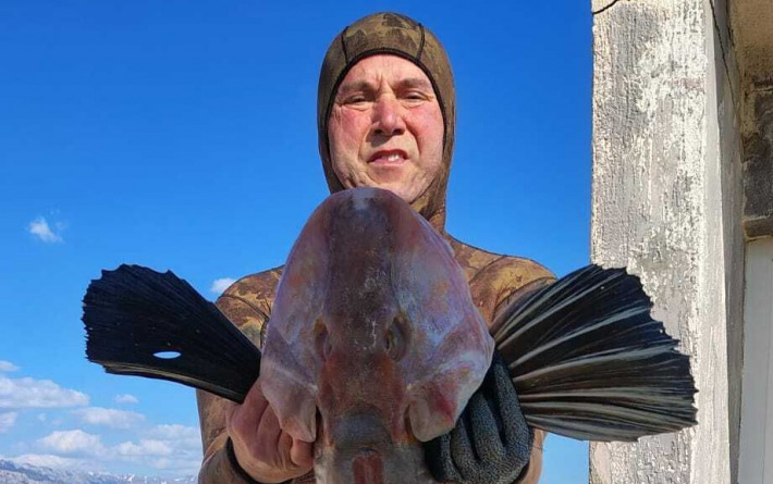 KOKOT Toni Kršulović na 19 metara dubine uhvatio kapitalca od 5 i pol kilograma