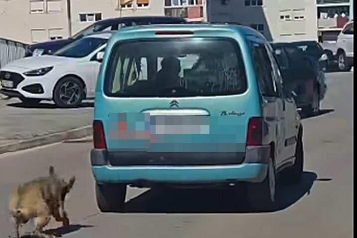 UZNEMIRUJUĆE U Šibeniku vukao zavezanog psa autom po cesti, policija ga je uhitila