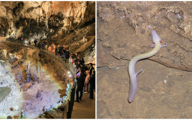 Cerovačke špilje dobile oporavilište za čovječje ribice, u Parku prirode Velebit zbrinjavat će se jedinke izbačene iz podzemnih staništa