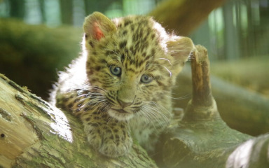 U zagrebačkom ZOO-u se okotila prva dva kineska leoparda u Europi ove godine