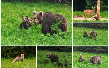 [FOTO/VIDEO] Između dvije kemoterapije odmor potražili u Gorskom kotaru i naišli na pravu bajku prirode