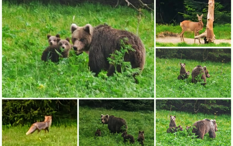[FOTO/VIDEO] Između dvije kemoterapije odmor potražili u Gorskom kotaru i naišli na pravu bajku prirode