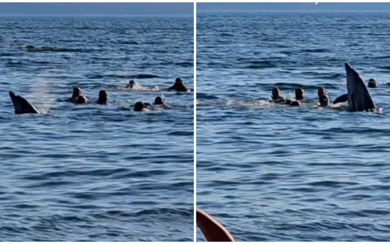 [VIDEO] NEVJEROJATAN PRIZOR Dupin zaplivao s kupačima u Maslenici!