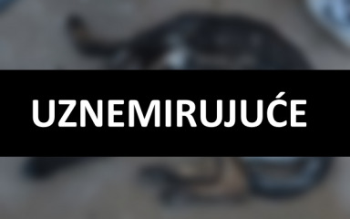 HOROR U BALAMA Vatrogasac mučio i izgladnjivao svoja dva psa do smrti