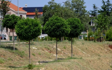Bokanjac dobio novi zeleni pojas, Grad posadio gotovo stotinu stabala uz retencijske bazene