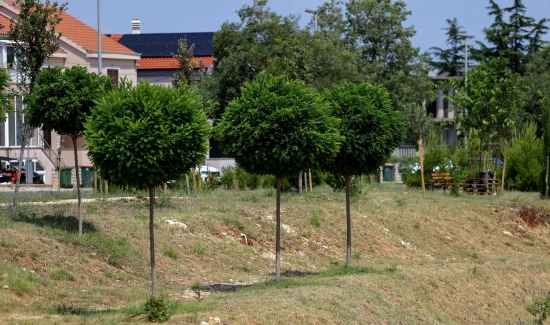 Bokanjac dobio novi zeleni pojas, Grad posadio gotovo stotinu stabala uz retencijske bazene