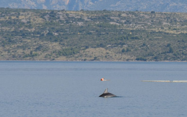 Zadarski podvodni snimatelj izbliza snimio dupina Olivera: ‘Vidi se jako puno ožiljaka’
