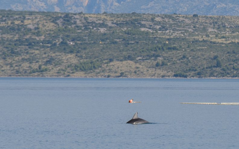 Zadarski podvodni snimatelj izbliza snimio dupina Olivera: 'Vidi se jako puno ožiljaka'