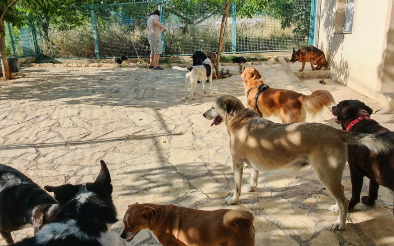 Sve više turista i domaćih spremnih platiti brigu za svoje ljubimce: 'Čuvanje pasa ima veliki potencijal za razvoj malih obrta!'