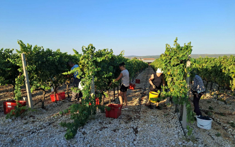 RANA BERBA Vinari u Zadarskoj županiji očekuju 15.000 tona grožđa i 90.000 hektolitara vina