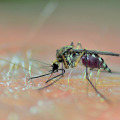 Virus zapadnog Nila odnio pet života, zabilježena 43 slučaja zaraze
