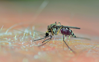 Virus zapadnog Nila odnio pet života, zabilježena 43 slučaja zaraze
