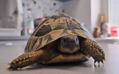 Oporavilište ZOO-a Zagreb u samo šest mjeseci zbrinulo više od tisuću divljih životinja