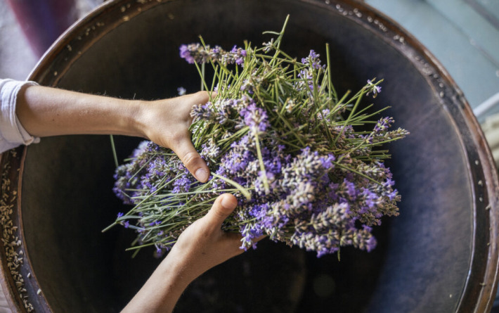 Lavanda je ocvala? Evo kada i koliko je treba orezati