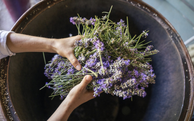 Lavanda je ocvala? Evo kada i koliko je treba orezati