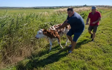Nakon tjedan dana, spašeno tele koje je kod Vranskog jezera čuvalo uginulu majku