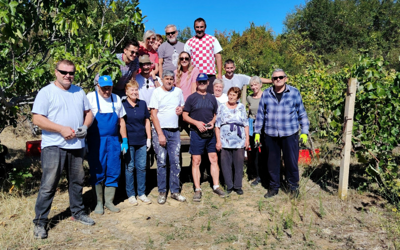 BERBA U PODLUGU Gradacija grožđa je vrhunska, od Cegijeva vina glava ne boli