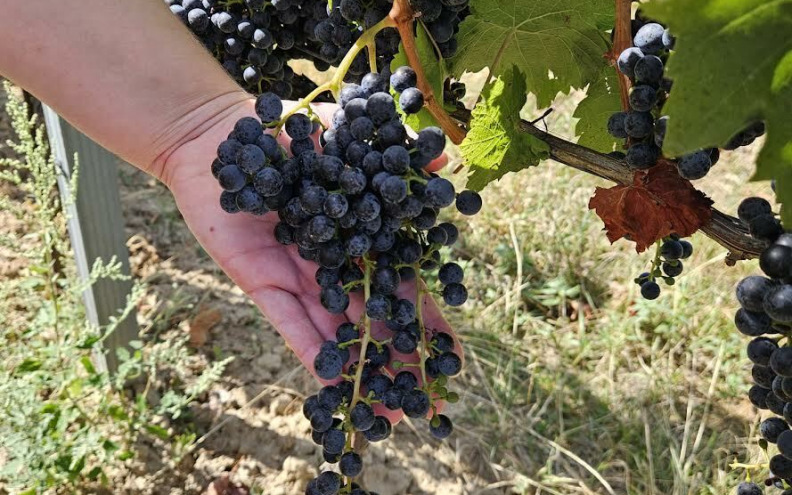 Frankovka: hrvatski vinski adut koji tek treba pokazati koliko vrijedi