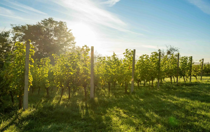 Vikend u vinogradima: Vrijeme je za Međimurje