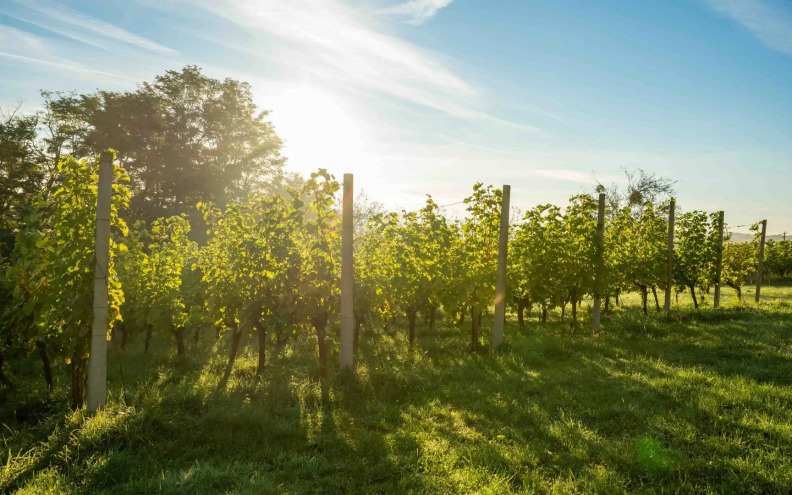 Vikend u vinogradima: Vrijeme je za Međimurje