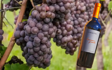 Ne trebamo kopirati Talijane: Hrvatski sivi pinot ima priliku postati ozbiljno gastronomsko vino