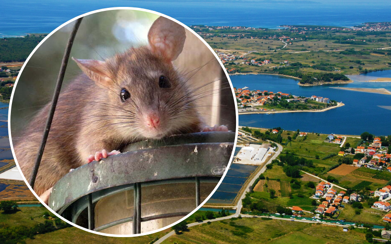 U Ninu počela deratizacija, građani moraju pripaziti na djecu i kućne ljubimce