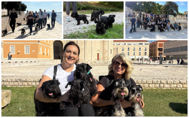 [FOTO] Brkate njuškice osvojile Zadar: Na druženju se okupilo više od 40 patuljastih šnaucera