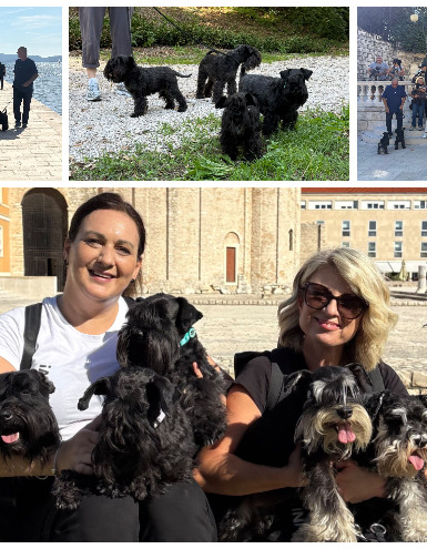 [FOTO] Brkate njuškice osvojile Zadar: Na druženju se okupilo više od 40 patuljastih šnaucera