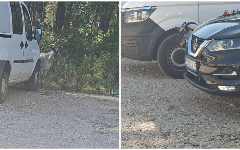 [VIDEO] Čija je ovo koza? Već danima spava na parkingu kafića na Novom Bokanjcu, Zadrani zabrinuti: 'Jadno biće'