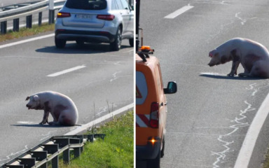 Na brzoj cesti iz kamiona ispalo šest svinja, podnesena prijava DIRH-u
